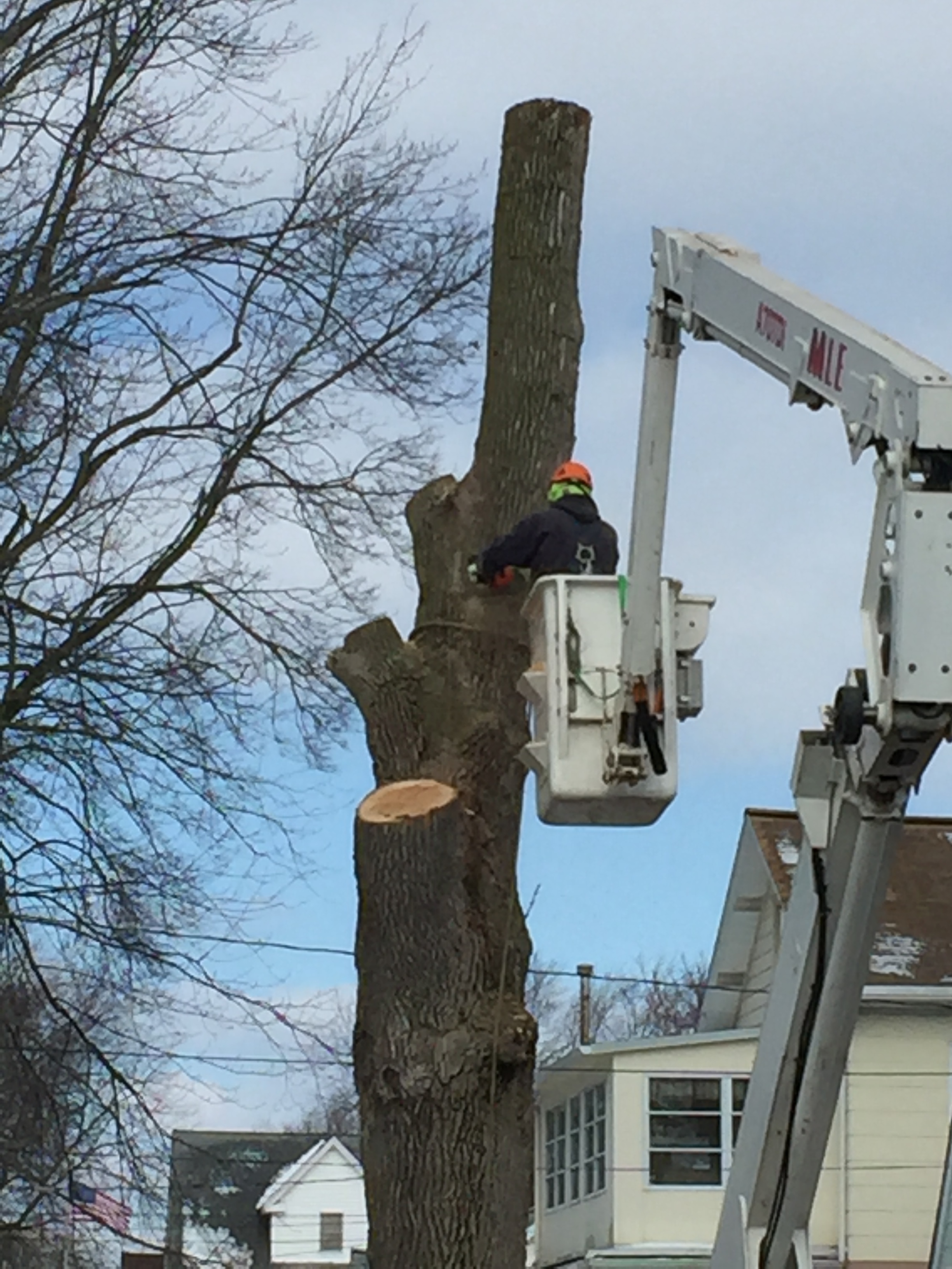 Expert Tree and Land Care in Depew, NY