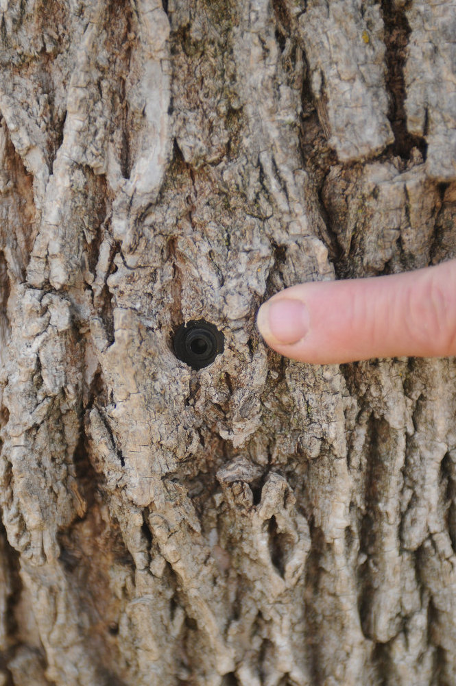 Emerald Ash Borer Image