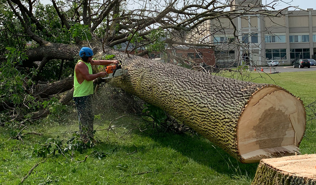 Land and Tree Services in Cheektowaga, NY